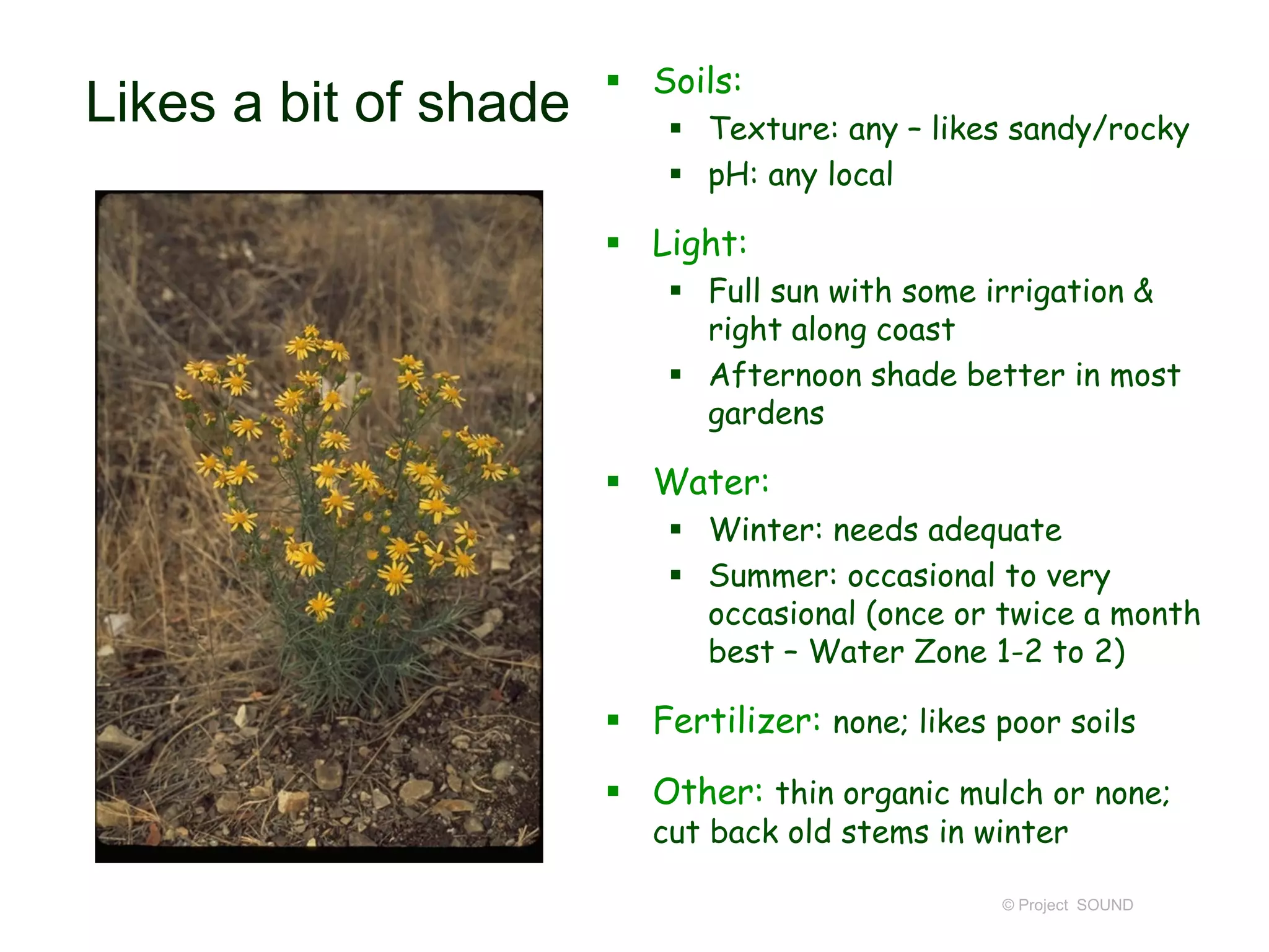 © Project SOUND
Likes a bit of shade
 Soils:
 Texture: any – likes sandy/rocky
 pH: any local
 Light:
 Full sun with some irrigation &
right along coast
 Afternoon shade better in most
gardens
 Water:
 Winter: needs adequate
 Summer: occasional to very
occasional (once or twice a month
best – Water Zone 1-2 to 2)
 Fertilizer: none; likes poor soils
 Other: thin organic mulch or none;
cut back old stems in winter
 