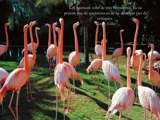 Les animaux sont de très bons amis. Ils ne posent pas de questions et ils ne donnent pas de critiques.  George Elliot 