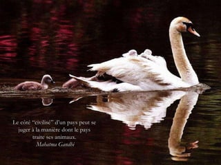 Le côté “civilisé” d’un pays peut se juger à la manière dont le pays traite ses animaux. Mahatma Gandhi 