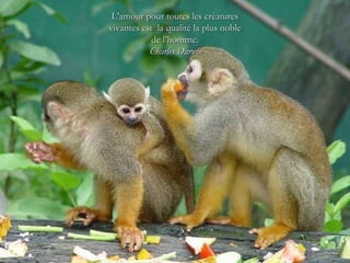 L’amour pour toutes les créatures vivantes est  la qualité la plus noble de l’homme. Charles Darwin 