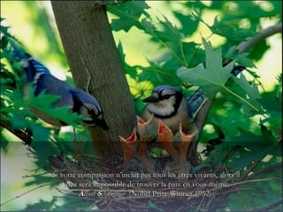 Si votre compassion n’inclut pas tous les êtres vivants, alors il vous sera impossible de trouver la paix en vous-même. A lbert  S chweitzer   ( Nobel Prize Winner  1952)  