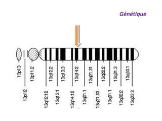 Génétique
 