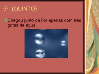 5º- (QUINTO) Chegou junto da flor apenas com três gotas de água. 