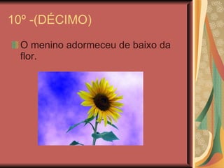 10º -(DÉCIMO) O menino adormeceu de baixo da flor. 
