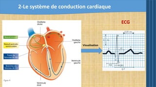 2-Le système de conduction cardiaque
ECG
Visualisation
 