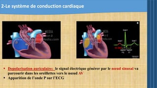 2-Le système de conduction cardiaque
 Depolarisation auriculaire: le signal électrique générer par le nœud sinusal va
parcourir dans les oreillettes vers le nœud AV
 Apparition de l’onde P sur l’ECG
O.08s
 