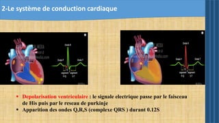  Depolarisation ventriculaire : le signale electrique passe par le faisceau
de His puis par le reseau de purkinje
 Apparition des ondes Q,R,S (complexe QRS ) durant 0.12S
2-Le système de conduction cardiaque
 