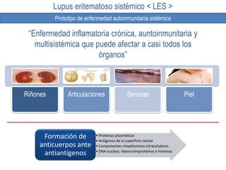 Lupus eritematoso sistémico < LES >
          Prototipo de enfermedad autoinmunitaria sistémica

 “Enfermedad inflamatoria crónica, auntoinmunitaria y
   multisistémica que puede afectar a casi todos los
                       órganos”



Riñones        Articulaciones                Serosas                       Piel




     Formación de          • Proteínas plasmáticas
                           • Antígenos de la superficie celular
    anticuerpos ante       • Componentes citoplásmicos intracelulares
                           • DNA nuclear, ribonucleoproteínas e histonas
     antiantígenos
 