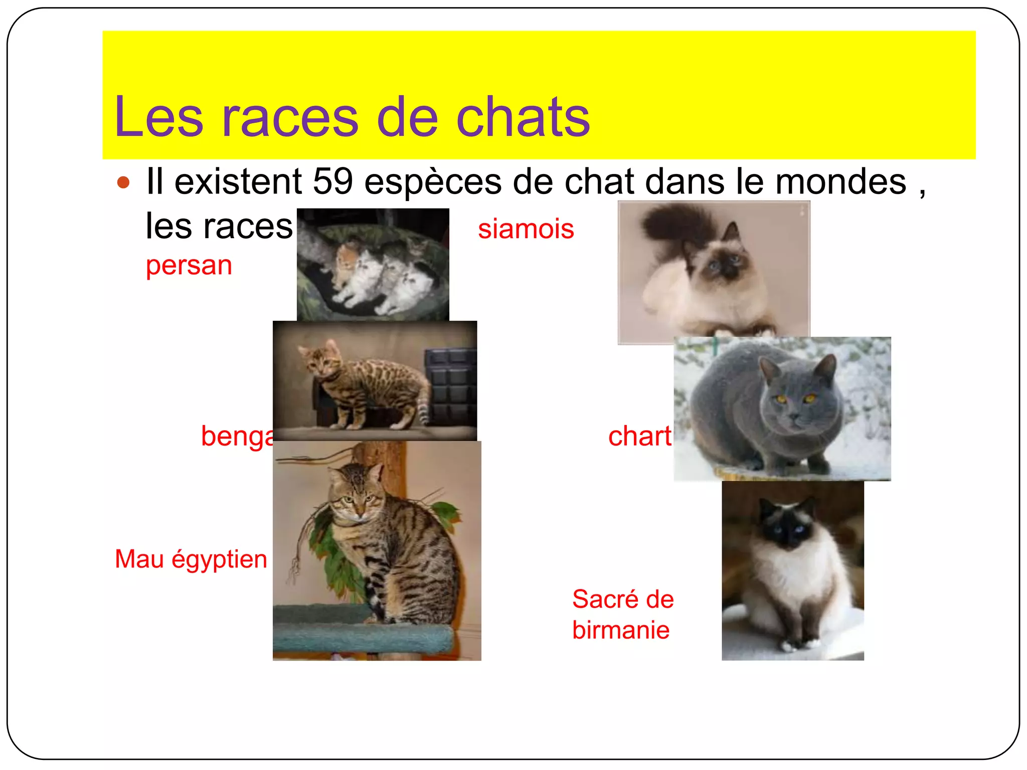 Expose 66 Les Chats