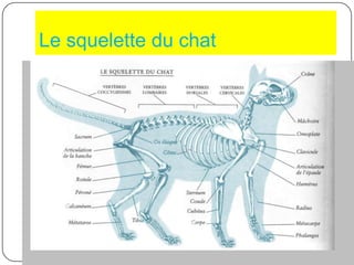 Expose 66 Les Chats