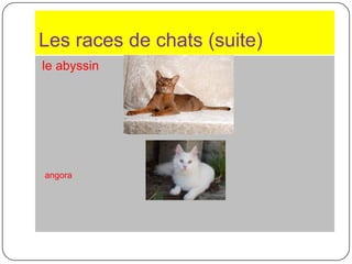 Expose 66 Les Chats