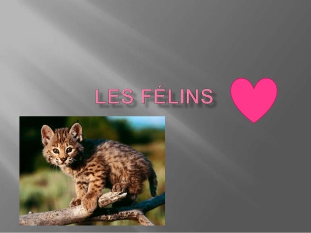 Expose 66 Les Felins
