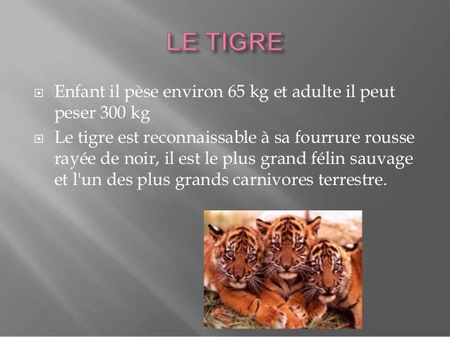 Exposé 66 Les Félins