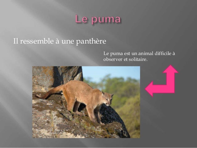 puma marque avenue flins