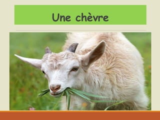 Une chèvre
 