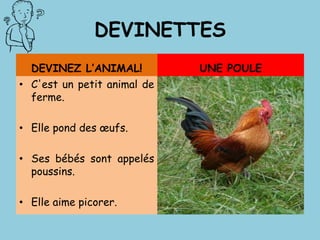 DEVINETTES
DEVINEZ L’ANIMAL!
• C'est un petit animal de
ferme.
• Elle pond des œufs.
• Ses bébés sont appelés
poussins.
• Elle aime picorer.
UNE POULE
 