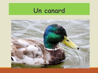 Un canard
 