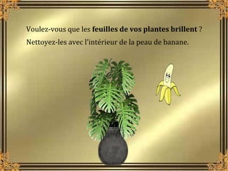 Voulez-vous que les feuilles de vos plantes brillent ?
Nettoyez-les avec l’intérieur de la peau de banane.

 