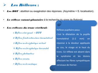  Les Réflexes :
• Les ROT : abolition ou exagération des réponses. (Asymétrie = S. localisation).
• Le réflexe cutané-plantaire à la recherche du signe de Babinski.
• Les reflexes du tronc cérébral:
1. Réflexe cilio-spinal = RPP
2. Réflexe fronto-orbiculaire hormolatéral
3. Réflexe oculo-céphalique vertical
4. Réflexe oculo-céphalique horizontal
5. Réflexe photomoteur
6. Réflexe cornéen.
7. Réflexe oculo-cardiaque.
Réflexe pupillaire-peau:
c’est la dilatation de la pupille
homolatéral (1-2 mm) en
réponse à la douleur appliquée
au cou, le visage et le haut du
tronc. Ce réflexe est absent dans
le syndrome et les lésions
affectant les fibres sympathiques
cervicaux de Horner.
Réflexe pupillaire-peau:
c’est la dilatation de la pupille
homolatéral (1-2 mm) en
réponse à la douleur appliquée
au cou, le visage et le haut du
tronc. Ce réflexe est absent dans
le syndrome et les lésions
affectant les fibres sympathiques
cervicaux de Horner.
 