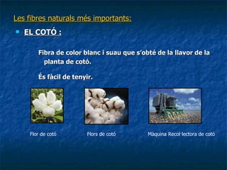 Les fibres naturals més importants: EL COTÓ : Fibra de color blanc i suau que s’obté de la llavor de la planta de cotó.  És fàcil de tenyir. Flor de cotó Flors de cotó Màquina Recol·lectora de cotó 