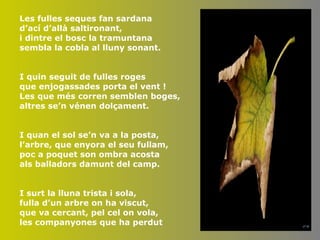 Les fulles seques fan sardana d’ací d’allà saltironant, i dintre el bosc la tramuntana sembla la cobla al lluny sonant. I quin seguit de fulles roges que enjogassades porta el vent ! Les que més corren semblen boges, altres se’n vénen dolçament. I quan el sol se’n va a la posta, l’arbre, que enyora el seu fullam, poc a poquet son ombra acosta als balladors damunt del camp. I surt la lluna trista i sola, fulla d’un arbre on ha viscut, que va cercant, pel cel on vola, les companyones que ha perdut 