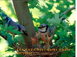 I en cada brot quins cants de riure, fent niu les aus i els becs juntant ! 