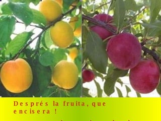 Després la fruita, que encisera ! pengim-penjam al sol que és foc ! 