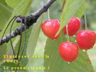 El préssec ros i la cirera, La pruna clàudia i l’albercoc !... 