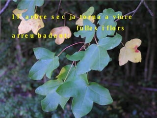 I l’arbre sec ja torna a viure fulles i flors arreu badant;  