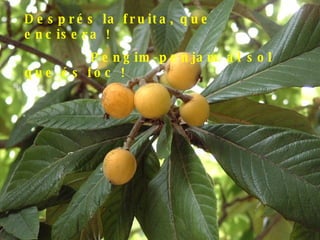 Després la fruita, que encisera ! Pengim-penjam al sol que és foc ! 