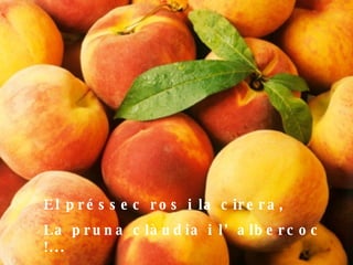 El préssec ros i la cirera, La pruna clàudia i l’albercoc !... 