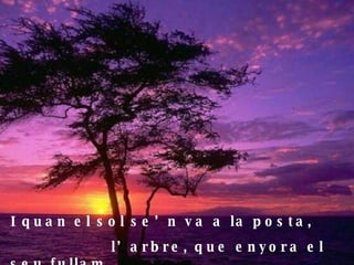 I quan el sol se’n va a la posta, l’arbre, que enyora el seu fullam, 