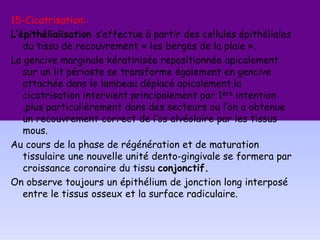 15-Cicatrisation:
L’épithélialisation s’effectue à partir des cellules épithéliales
du tissu de recouvrement « les berges de la plaie ».
La gencive marginale kératinisée repositionnée apicalement
sur un lit périoste se transforme également en gencive
attachée dans le lambeau déplacé apicalement,la
cicatrisation intervient principalement par 1ère intention
,plus particulièrement dans des secteurs ou l’on a obtenue
un recouvrement correct de l’os alvéolaire par les tissus
mous.
Au cours de la phase de régénération et de maturation
tissulaire une nouvelle unité dento-gingivale se formera par
croissance coronaire du tissu conjonctif.
On observe toujours un épithélium de jonction long interposé
entre le tissus osseux et la surface radiculaire.
 