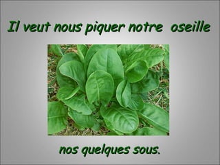 Il veut nous piquer notre oseilleIl veut nous piquer notre oseille
 
nos quelques sous.nos quelques sous.
 