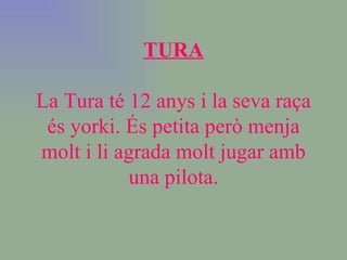 TURA La Tura té 12 anys i la seva raça és yorki. És petita però menja molt i li agrada molt jugar amb una pilota. 