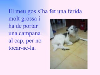 El meu gos s’ha fet una ferida molt grossa i  ha de portar una campana al cap, per no tocar-se-la. 