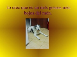 Jo crec que és un dels gossos més bojos del món.   