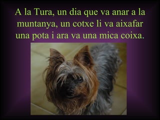 A la Tura, un dia que va anar a la muntanya, un cotxe li va aixafar una pota i ara va una mica coixa . 