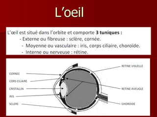 L’oeil
 
