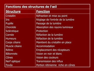 Fonctions des structures de l’œil
Structure Fonction
Cristallin
Iris
Pupille
Choroïde
Sclérotique
Cornée
Humeurs
Corps ciliaire
Muscle ciliaire
Rétine
Bâtonnets
Cônes
Nerf optique
Fovéa
Réfraction et mise au point
Réglage de l’entrée de la lumière
Passage de la lumière
Absorption des rayons lumineux
Protection
Réfaction de la lumière
Réfaction de la lumière
Maintient du cristallin en place
Accommodation
Emplacement des récepteurs
Vision en noir et blanc
Vision des couleurs
Transmission des influx
Portion rétinienne riche en cônes
 
