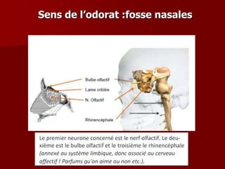 Sens de l’odorat :fosse nasales
 