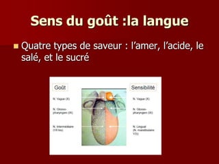 Sens du goût :la langue
 Quatre types de saveur : l’amer, l’acide, le
salé, et le sucré
 