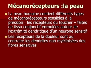 Mécanorécepteurs :la peau
 La peau humaine contient différents types
de mécanorécepteurs sensibles à la
pression : les récepteurs du toucher – faites
de tissu conjonctif enroulées autour de
l’extrémité dendritique d’un neurone sensitif
 Les récepteurs de la douleur sont au
contraire les dendrites non myélinisées des
fibres sensitives
 
