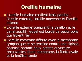 Oreille humaine
 L’oreille humaine contient trois parties :
l’oreille externe, l’oreille moyenne et l’oreille
interne
 L’oreille externe comprend le pavillon et le
canal auditif, lequel est bordé de petits poils
qui filtrent l’air
 L’oreille moyenne débute avec la membrane
tympanique et se termine contre une cloison
osseuse portant deux petites ouverture
recouvertes d’une membrane, la fente ovale
et la fenêtre ronde
 