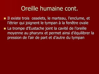 Oreille humaine cont.
 Il existe trois osselets, le marteau, l’enclume, et
l’étrier qui joignent le tympan à la fenêtre ovale
 La trompe d’Eustache joint la cavité de l’oreille
moyenne au pharynx et permet ainsi d’équilibrer la
pression de l’air de part et d’autre du tympan
 