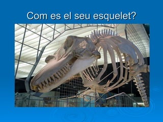 Com es el seu esquelet? 