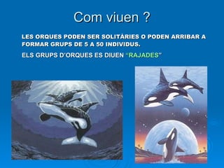Com viuen ? LES ORQUES PODEN SER SOLITÀRIES O PODEN ARRIBAR A FORMAR GRUPS DE 5 A 50 INDIVIDUS.   ELS GRUPS D’ORQUES ES DIUEN  “RAJADES ”   