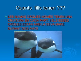 Quants  fills tenen ??? LES MAMÀS ORQUES NOMÉS TENEN UNA CRIATURA EN CADA PART, I ELS BEBÉS ORQUES ESTAN AMB LA SEVA MARE DURANT DOS ANYS   
