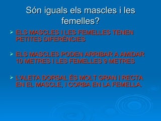 Són iguals els mascles i les femelles? ELS MASCLES I LES FEMELLES TENEN PETITES DIFERÈNCIES  ELS MASCLES PODEN ARRIBAR A AMIDAR 10 METRES I LES FEMELLES 9 METRES L'ALETA DORSAL ÉS MOLT GRAN I RECTA EN EL MASCLE, I CORBA EN LA FEMELLA.  