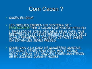 Com Cacen ? CACEN EN GRUP LES ORQUES EMPREN UN SISTEMA DE “ ECOLOCACIÓ ” PER A CAÇAR QUE CONSISTEIX EN L'EMISSIÓ DE SONS DES DELS SEUS CAPS, QUE REBOTEN EN LES SEVES PRESES I ELS ECOS DELS QUALS PERMETEN A AQUESTS CETACIS SABER ON ESTAN LES SEVES PRESES.  QUAN VAN A LA CAÇA DE MAMÍFERS MARINS, ELS QUALS TENEN UNA OÏDA MOLT AGUDA SOTA L'AIGUA, LES ORQUES PODEN MANTENIR-SE EN SILENCI DURANT HORES 